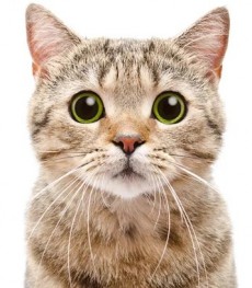TEST BUG